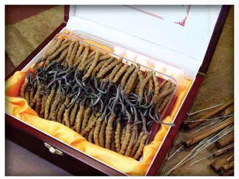 弥渡冬虫夏草回收